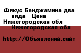 Фикус Бенджамина два вида › Цена ­ 1 500 - Нижегородская обл.  »    . Нижегородская обл.